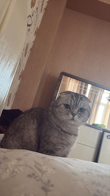 Кошки: Шотландская вислоухая — 5
