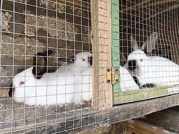 berde mal bazari: Qiymetle bagli zeng edin chun ki her qiymete var 10 manatdan 35 manata — 4