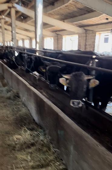 поле: Farm КРС, 100 соток, Действующий, С оборудованием, Скважина, Холодная вода, Электричество — 3