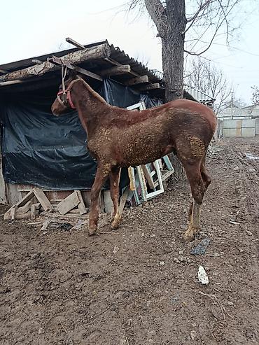 Лошади, кони: Продаю | Жеребенок | Рабочий, Конный спорт — 6