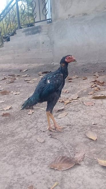 Куры, петухи: Продаю | Куры | Бойцовая | Для разведения — 6