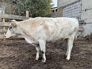 шпиц собака цена бишкек: Продаю | Корова (самка) | На откорм, Для разведения, Для молока | Стельные — 2