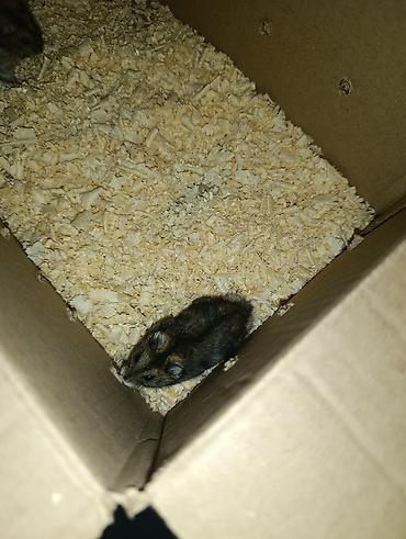 brama cuceleri: Cırtdan hamster (cücə ölçülü, qısa quyruqlu) – ailəvi ev heyvanı - — 5