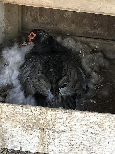 papuqay satisi: Kül rəngi macar sortu lal ördək şəkildəkilərin balaları satılır — 3