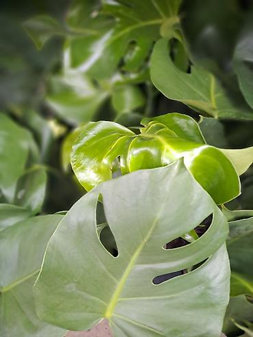 Ostale kućne biljke: Filadendron, velika biljka sa prve slike je 1000, Chlorophytum sa — 1