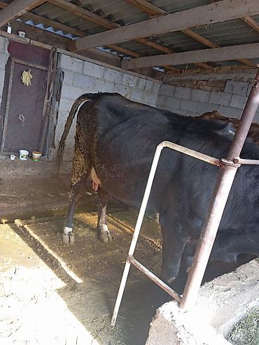 Коровы, быки: Продаю | Корова (самка) | Для молока | Привязанные — 6