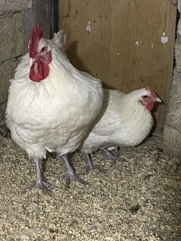 Toyuqlar: Toyuq, Damazlıq, Ödənişli çatdırılma — 1