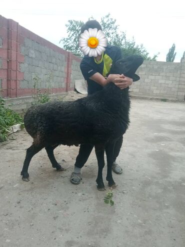 животные кошки: Курбан айытка Курбандыкка кочкорлор сатылат Семиз 6-7ай откормда