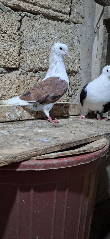 Göyərçinlər: Qoşa əbrəş çəp əbrəş quyruq erkəy qızqın super heyvandı mayasıda qara — 3