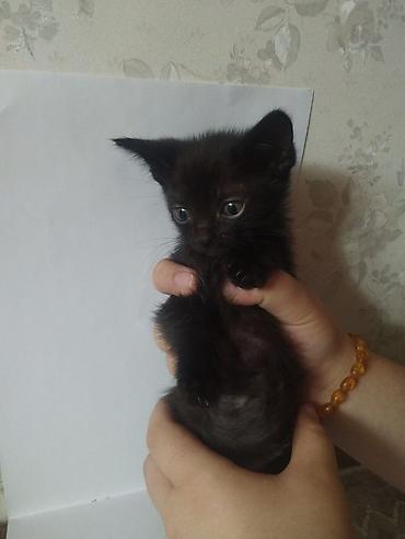 котят даром: Котята, помёт разноокрасочный: - Черный короткошёрстный котёнок с — 1