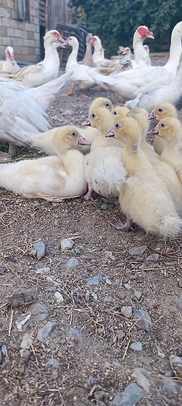 kalduk ordək: Aq muskov cins ordeyler balasi satilir unvan saray qesebesi — 1