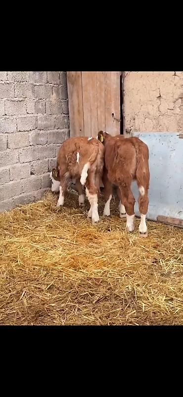 Dana, buzov: Iki ədəd erkek dana biri 2 aylıq biri 51 günlük ikisidə erkrkdi temiz — 8