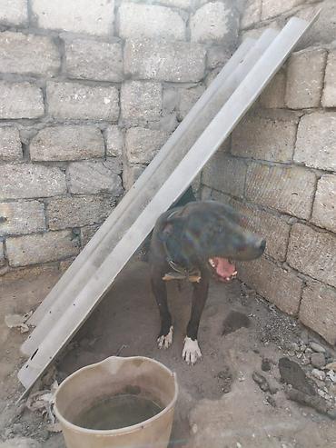 pitbul itlər: Pitbul, 2 il, Erkək, Ünvandan götürmə — 6