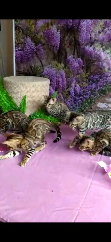 Продажа кошек: Бенгальские котята Проф.Питомник Бен Гла Мур предлагает.чудесных — 9