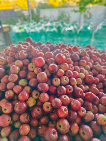 Souslar və ədviyyatlar: Evdə,təbii üsulla hazırlanmış(GMO-suz) Qəbələnin QIZILƏHMƏDİ — 15