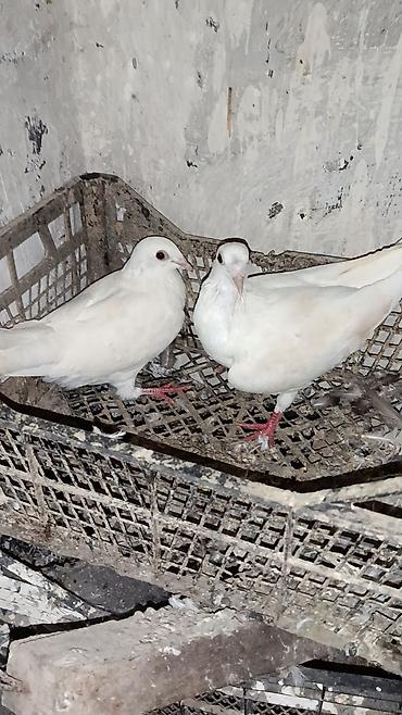 Göyərçinlər: Sabah. 12 dənə drakonlardı 5cüt 2ədəddə cüt olmayan 1ağ. 1 göy — 14