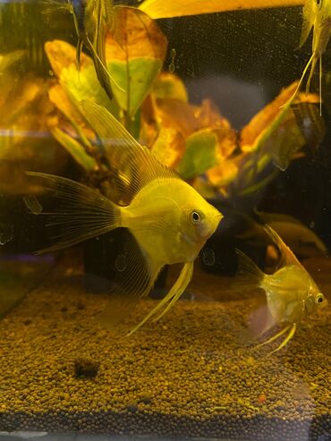 Аквариумы: Green Aqua — рыбки и растения для аквариума 🐟🌿 ▪️ Пресноводные рыбки и — 21