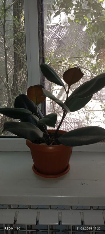 Фикусы: Фикусы — 3