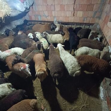 Qoyunlar, qoçlar: Salam aleyküm saxlamlıq quzularm var satram isdiyen0775431770 elaqe — 4