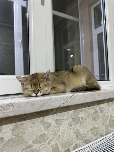 Pişiklər: Şinşilla, Dişi, Yaxşı əllərə, Ünvandan götürmə, Ödənişli çatdırılma