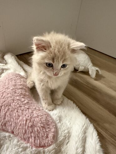 коты в ош: Скотиш Страйт (Шотландиялык тик кулактуу), 2 айлык, Эркек, Кызгыл сары, Лотокко барууга үйрөтүлгөн, Курттардан тазаланган