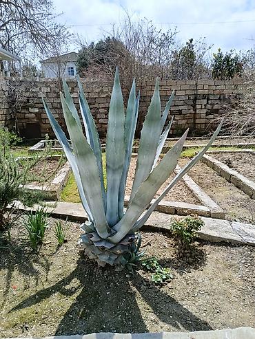 aqava: Aqava (Agave americana) – iri dekorativ sukulent - Növ: Agave — 2