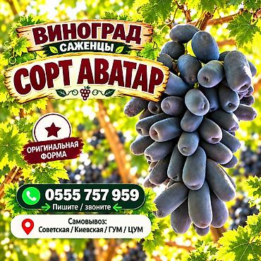 сорты яблок в кыргызстане: Плодовые саженцы в Бишкеке 🌱 В наличии: 🍎 яблоня 🍐 груша 🍑 персик 🍒 — 2