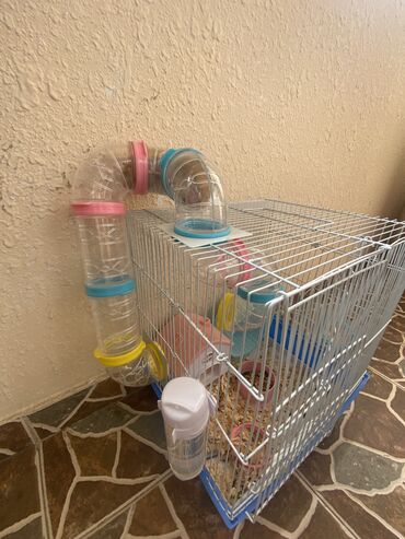 Gəmiricilər: Xamyak hemster 3 eded her biseyile birlikde — 10