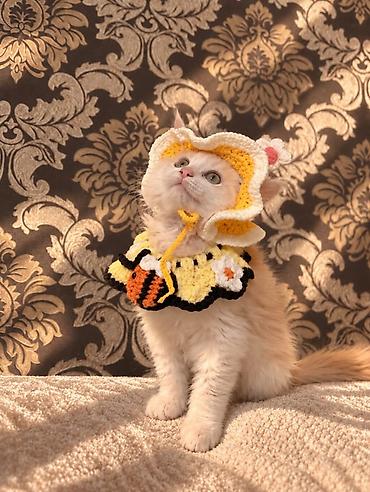 Мышыктар сатылат: 🐱 Продаётся котёнок мейн-кун, 3 месяца Ищем любящих и ответственных — 3