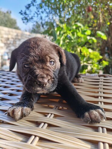 İtlər: 1 ay, Peyvəndli, Rayonlara çatdırılma, Ünvandan götürmə, Pulsuz çatdırılma — 11