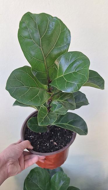 Фикусы: Фикус Лирата (Ficus lyrata) — декоративное комнатное растение с — 1