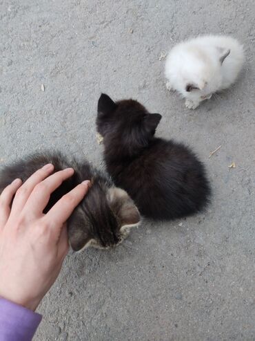 нашли кота: Нашла маленьких котят, чёрная и белая девочки, пестрый возможно