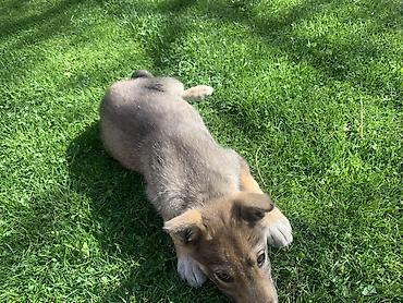 Продажа собак: Лайка, 3 месяца, Самец — 1