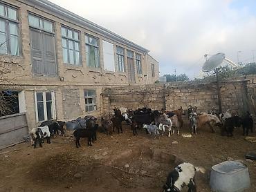 Животные: 8 baş hələb (2 erkək 6 disi) tək tək 350 kom 300 dən 33 bas irili — 1