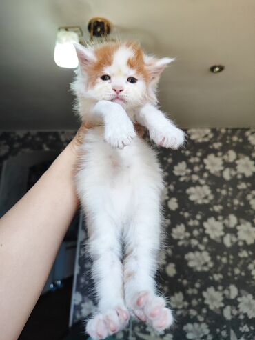 Коты: Продажа котёнок Рысь Мейн-кун необычный будет крупный и выглядит как