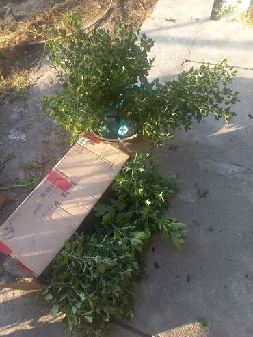 Садовые цветы и кустарники: Рассада цветка: Хризантемы — 3