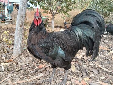 Куры, петухи: Продаю | Петух | Для разведения — 5