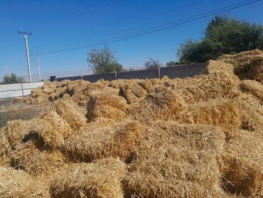 купить животные: Саман пшеничная 300шт Токмок село Ак бешим.самовывоз 85сом за тюк