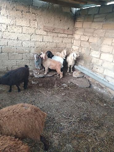 coban itlerin satisi: Salam. Cepiwder satilir 6denedi helepden donmadi erkeydilar — 1