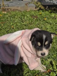 Psi: POKLANJAM štence mesanci haskija i ptičara,očišćeni od — 10