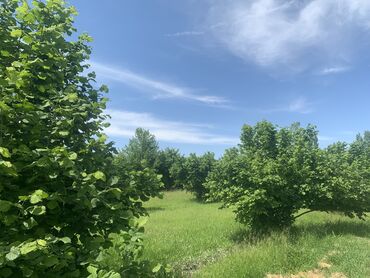Torpaq sahələrinin satışı: 20 sot, Tikinti, Mülkiyyətçi, Kupça (Çıxarış), Müqavilə — 2