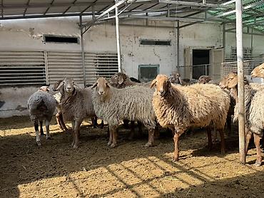 Баран, овца: Продаю | Баран (самец) | Арашан | На забой — 1