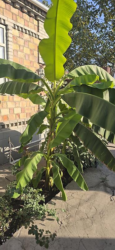 Пальмалар: Банановое растение (Musaceae), декоративный уличный экзот. - Крупные — 2