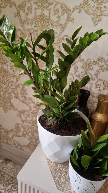 садовый дом: 🌿 Замиокулькас – стиль и уют в одном горшке! Красивый, ухоженный