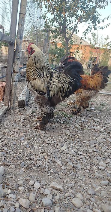 sabuncu quş bazarı: Brahma tam sağlam akdiv heyvadı damazlğa yararlı — 2