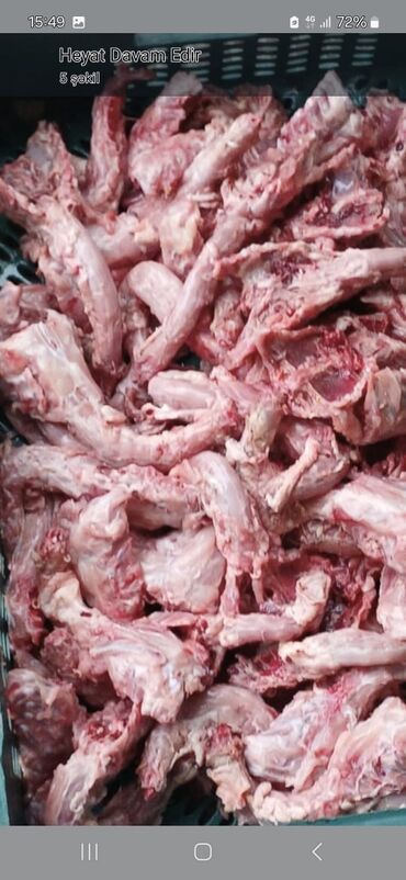 Quş: Itler pisikler ucun nezerde tutulub her gun teze olur sveji sexden — 5