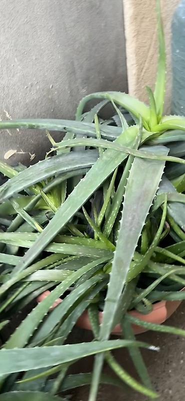 nokia yarpaq: Aloe vera (Aloe barbadensis) dekorativ və faydalı saksı bitkisi - — 3