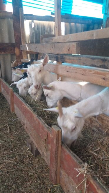 купить молочную козу: Сатам | Эчки (ургаачы) | Заанен | Көбөйтүү үчүн, Сүт алуу үчүн