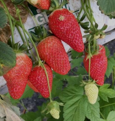 Фрукты и ягоды: Семена и саженцы Платная доставка