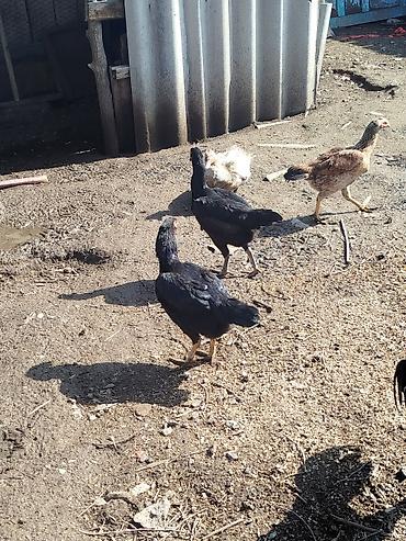 Куры, петухи: Продаю | Петух | Бойцовая | Для разведения — 11